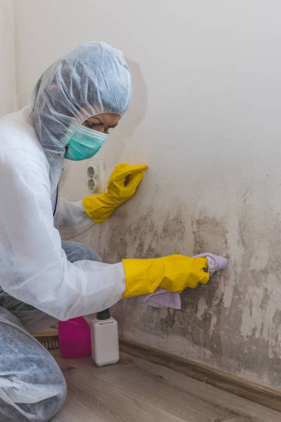 Environmental Consulting for Mold Prevention in Freeland, MI