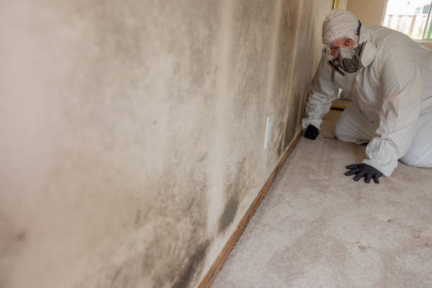Best Mold Remediation for Healthcare Facilities  in Freeland, MI